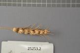Click for 1 image(s) for this accession. Spike
